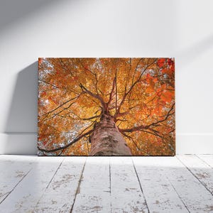 Può includere: Una stampa su tela rettangolare che mostra una vista dal basso di un tronco d'albero che si estende verso l'alto in una fitta chioma di foglie autunnali color arancione e giallo vibrante. I rami si diramano creando una rete dettagliata.