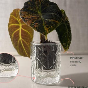 May include: A clear glass planter with a diamond-cut pattern containing a plant with dark, variegated leaves. Text reads: Classic, Inner cup fits neatly into the outer cup, floating above the water reservoir, INNER CUP, WATER RESERVOIR.