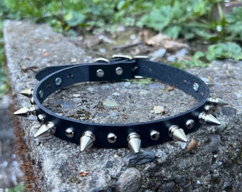 Spike collar with little round studs and 1/2” tree spikes