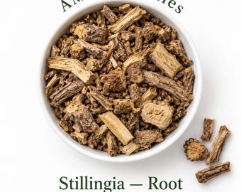 Stillingia (Stillingia sylvatica) - Root