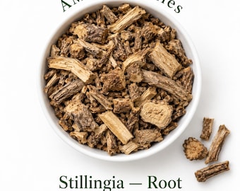 Stillingia (Stillingia sylvatica) - Root