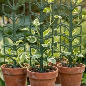 May include: Four dark green plastic plant trellises with a leaf-like geometric design, each supporting a variegated pothos plant in a terracotta pot. The trellises feature a central vertical spine with symmetrical, open-frame leaf shapes.