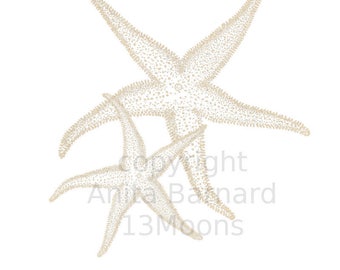 Two Cream Starfish Sweet Printable Wall Art Print