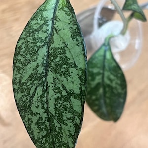 May include: A Hoya plant cutting with two elongated, pointed leaves featuring a variegated pattern of dark green and light green speckles. The leaves have a smooth texture and visible central veins, attached to a thin, light-coloured stem.