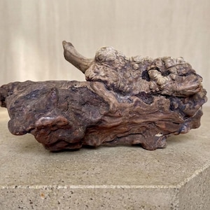 May include: A piece of natural wood with a rough, textured surface. The wood is primarily brown with lighter and darker areas, and a protruding, horn-like shape. The wood sits on a concrete surface.