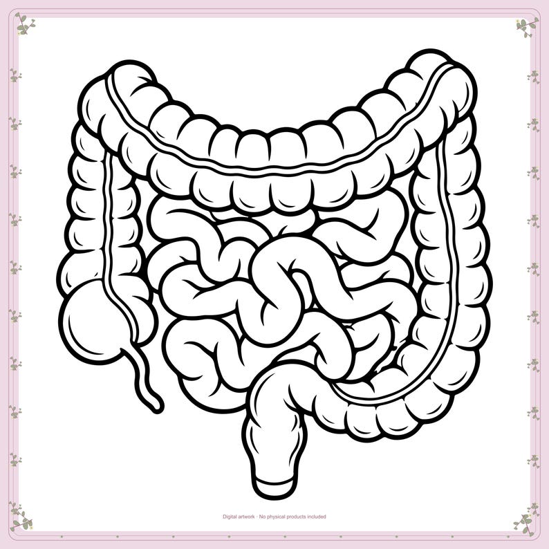 Human Intestines Anatomy Silhouette, Svg, Dxf, Png - Etsy