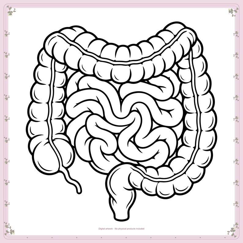 Human Intestines Anatomy Silhouette, Svg, Dxf, Png - Etsy