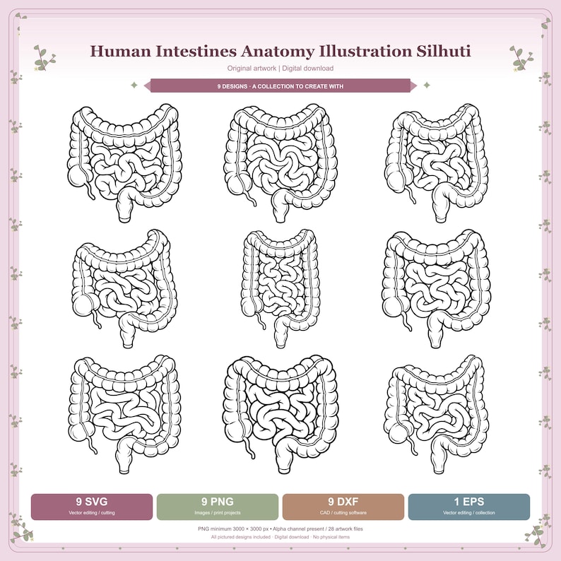 Human Intestines Anatomy Silhouette, Svg, Dxf, Png - Etsy