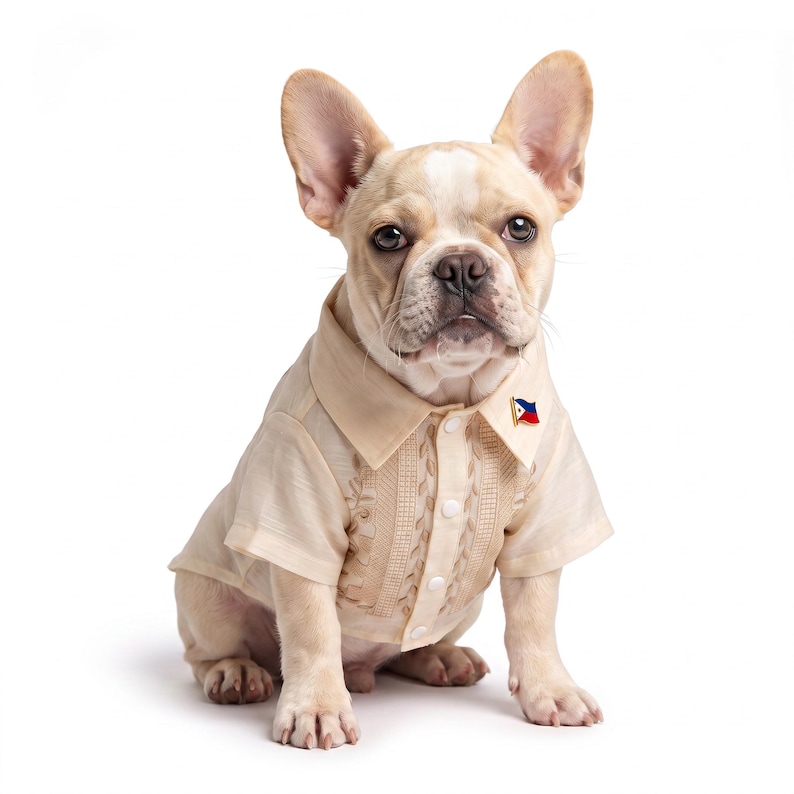 May include: A fawn-colored French Bulldog wearing a cream-colored short-sleeved barong tagalog shirt with a button-down front and intricate embroidery. A small rectangular pin featuring the flag of the Philippines is attached to the shirt collar.