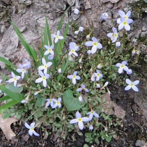 May include: A cluster of small, light blue flowers with yellow centers, growing among green grass and leaves. The flowers have a star-like shape and are set against a backdrop of tree bark and soil.