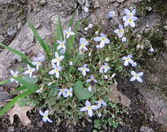 BLUETS, ook bekend als Quaker Ladies 2 klonten geworteld in tijdelijke verzendpot, Wildflower Plant Aantal Twee planten. Inheems in het noordoosten van de VS