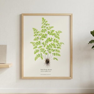 Może przedstawiać: Oprawiony wydruk botaniczny przedstawiający szczegółową ilustrację zielonej paproci wyśrodkowaną na kremowym tle. Tekst pod paprocią brzmi Fern Study No. 008, Adiantum capillus-veneris oraz THE BOTANICAL ARCHIVE czcionką szeryfową w kolorze czarnym.