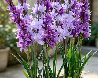 Tuberose Bulbs for Planting, Fragrant Summer Flowers for Garden