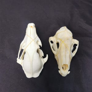 Puede incluir: Dos cráneos de animal de color blanco hueso colocados uno al lado del otro. Cada cráneo está sujeto con bandas elásticas finas de color claro envueltas en un patrón de X sobre la parte superior. Los cráneos muestran cuencas oculares y cavidades.