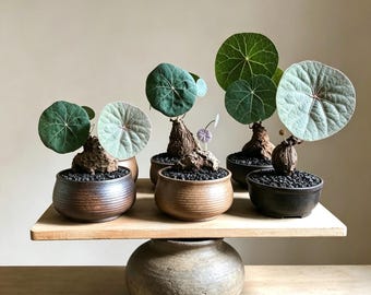 Stephania Erecta Caudex Bulb, Trailing Vine Succulent Houseplant Home Wall Decor