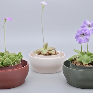 May include: Three Pinguicula carnivorous plants in nested pots. The left pot is terracotta, the center is cream, and the right is dark green. Each plant has green succulent leaves and thin stems topped with small purple or lavender flowers.