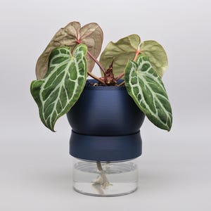 May include: A houseplant with heart-shaped, dark green leaves featuring prominent white veins, potted in a two-part container. The top section is a matte navy blue bowl, while the bottom section is a clear reservoir containing water and a wick.