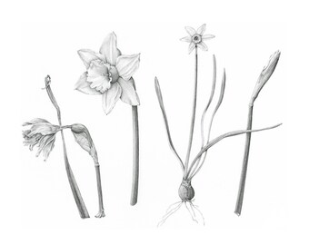 Botanical Art Daffodils - Narcissus Giclée Print