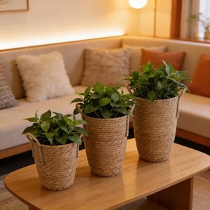 May include: Three potted plants in woven seagrass baskets of varying heights. Each basket features a natural tan color with a coiled rope texture and two small side handles. The plants have vibrant green, heart-shaped leaves filling each container.