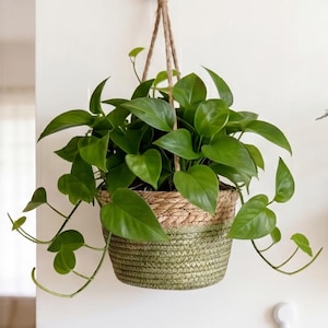 May include: A lush green pothos plant with heart-shaped leaves cascading from a two-toned hanging basket. The basket features a natural tan woven upper section and a sage green woven lower section, suspended by a thick, light brown jute rope.