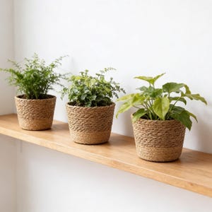 May include: Three green potted plants in woven tan seagrass baskets. Each plant has distinct foliage, ranging from fine-textured fronds to broader, smooth leaves. The baskets feature a braided texture and are arranged in a row on a wooden shelf.