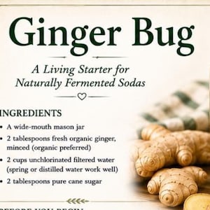 Ginger Bug Recipe Printable | Wild Fermented Soda Starter (Digital PDF Download)