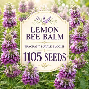 Könnte beinhalten: Ein cremefarbenes, rechteckiges Etikett mit dekorativen Rändern und Blumenillustrationen, das den Text Lemon Bee Balm, Fragrant Purple Blooms und 1105 Seeds enthält, vor einem Hintergrund aus leuchtend violetten Bienenbalsam-Blüten.