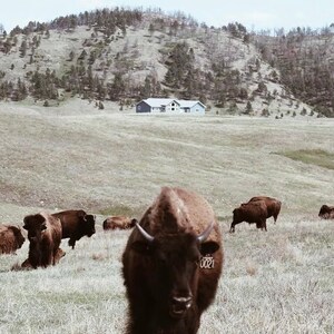 May include: A herd of brown American bison grazing on a grassy hillside. One bison in the foreground has a visible ear tag with the number 0021. In the distance, a single house sits on the rolling landscape beneath a backdrop of pine-covered hills.