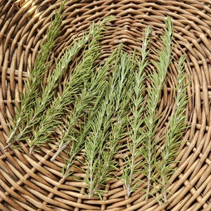 Fresh Organic Rosemary Sprigs, Kitchen Witch Ritual Herb, Simmer Pot Bundle