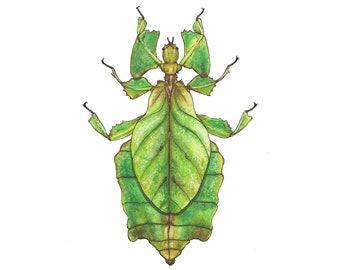 Riesiges malaysisches Blatt Insekt, Kunstdruck