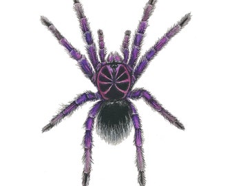 Brazilian Pink Bloom Tarantula, Art Print