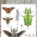 see more listings in the Insects section