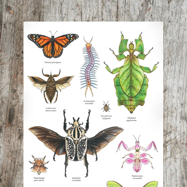 Inktober 2018 Insect Collection, Poster 3 of 3