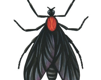 Love Bug, Print