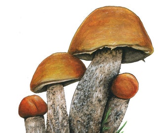 Orange Cap Boletus, Print