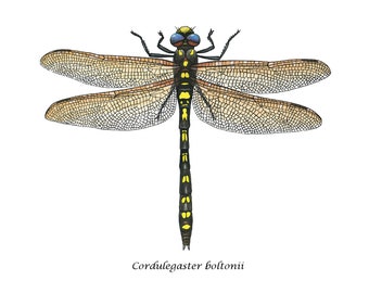 Goldenring Dragonfly, Print
