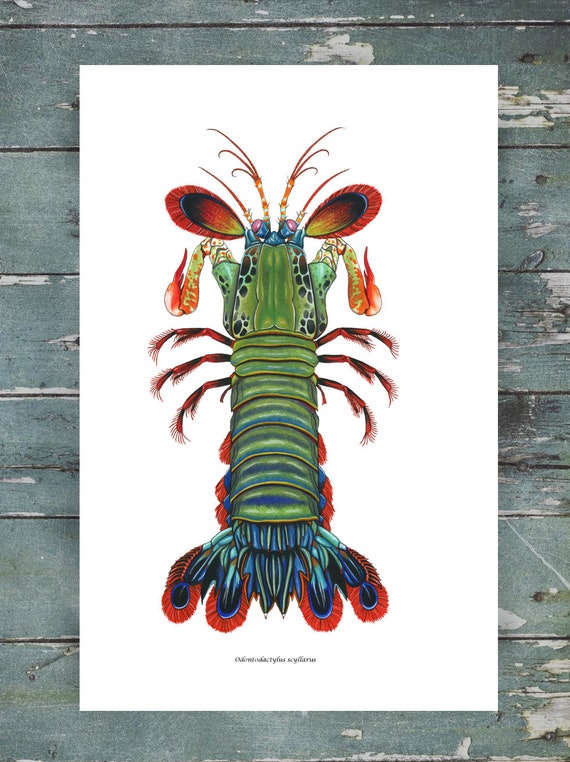 Peacock Mantis Shrimp Comic