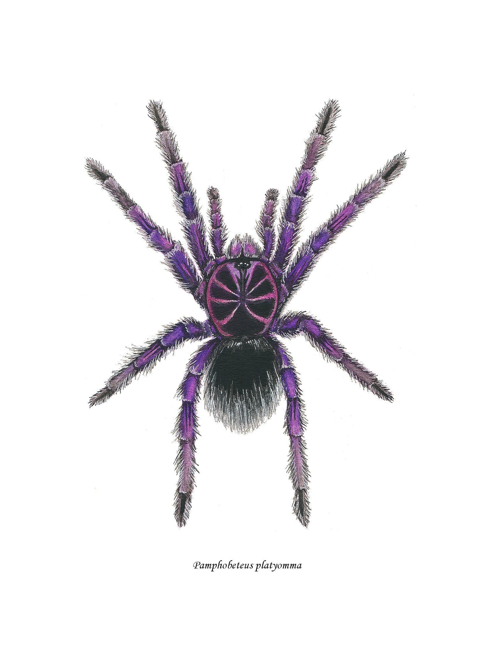 Brazilian Pink Bloom Tarantula Art Print - Etsy