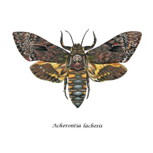 Death's Head Moth, Art Print image 1