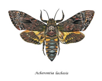 Death’s Head Moth, Gravure d’art