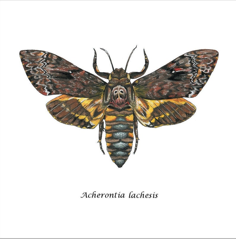 Death's Head Moth, Art Print image 1