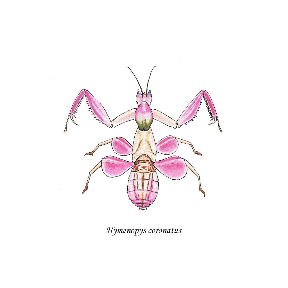 Orchid Mantis Art Print Etsy