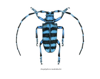 Blue Longhorn Beetle