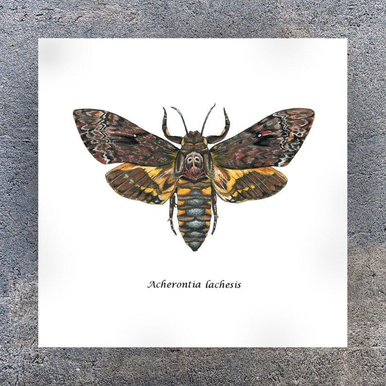 Death's Head Moth, Art Print image 2