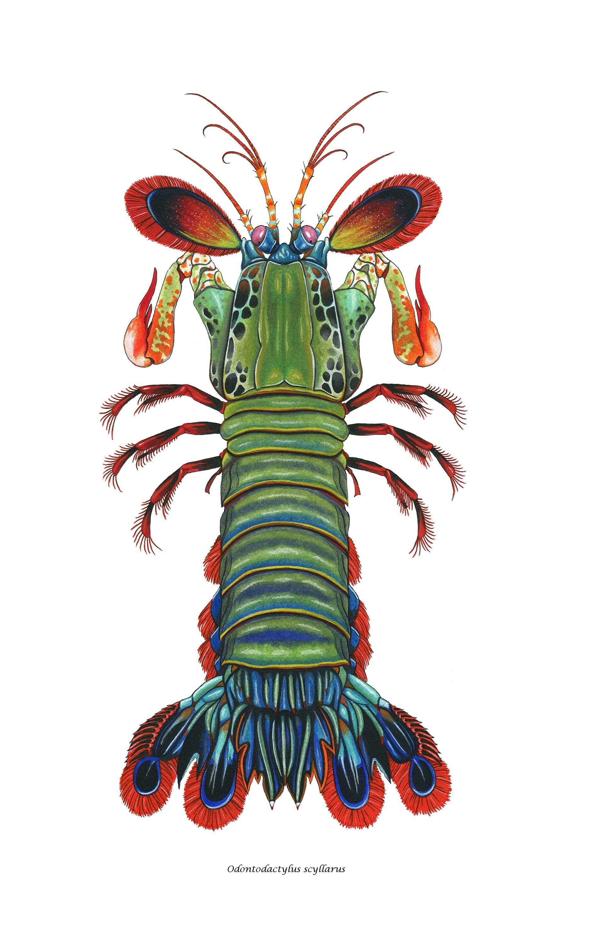 Mantis Shrimp Plush Etsy