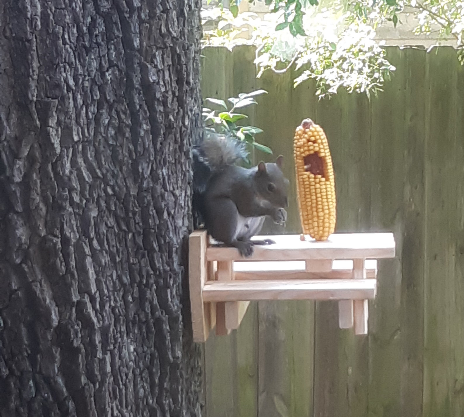 LARGE Squirrel or Bird Picnic Table Feeder Etsy