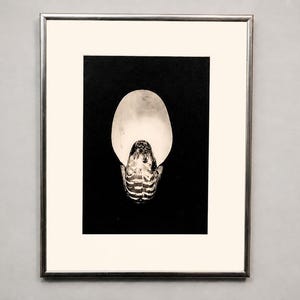 May include: A framed wall art piece featuring a high-contrast black and white photograph of a nautilus shell. The shell is centered against a solid black background, enclosed in a thin metallic silver frame with a wide, off-white matting border.