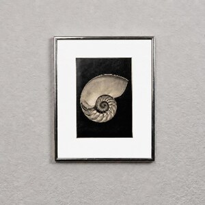 May include: A framed wall art piece featuring a high-contrast black and white photograph of a nautilus shell. The shell is centered on a black background, surrounded by a white mat and a thin, metallic silver frame, creating a clean display.