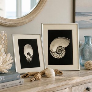 May include: Two silver-toned rectangular picture frames with off-white matting, each containing a black and white photograph of a nautilus shell. The frames are displayed alongside a white coral piece, a glass vase, and small seashells.