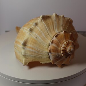 May include: A large, tan-colored seashell with a prominent spiral apex and a series of distinct, raised ridges extending from the center toward the outer edge. The shell features a textured surface with varying shades of light brown and cream.